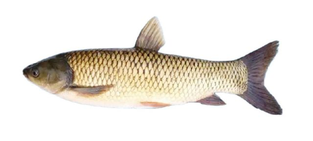 5-