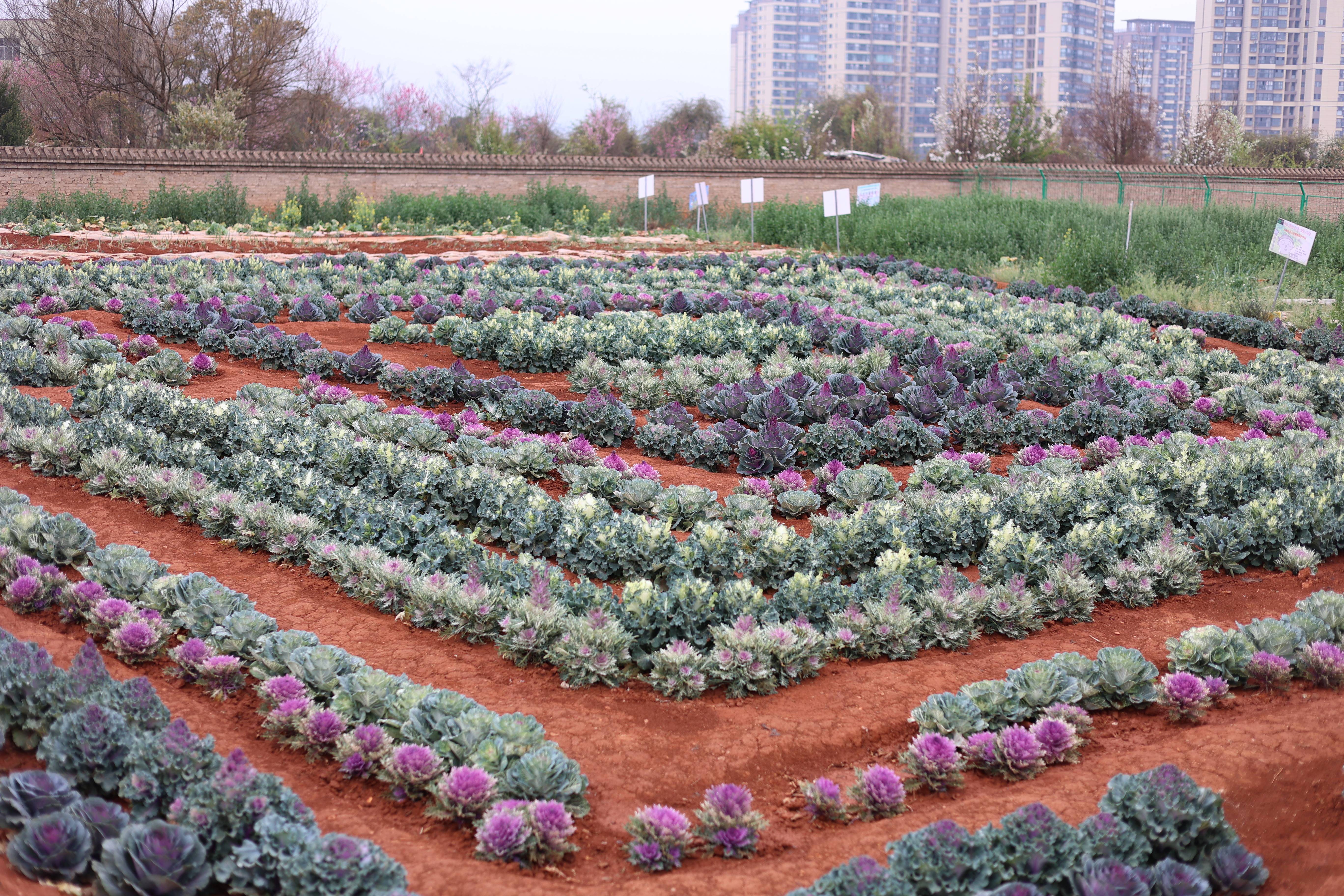 耕读教育基地全景