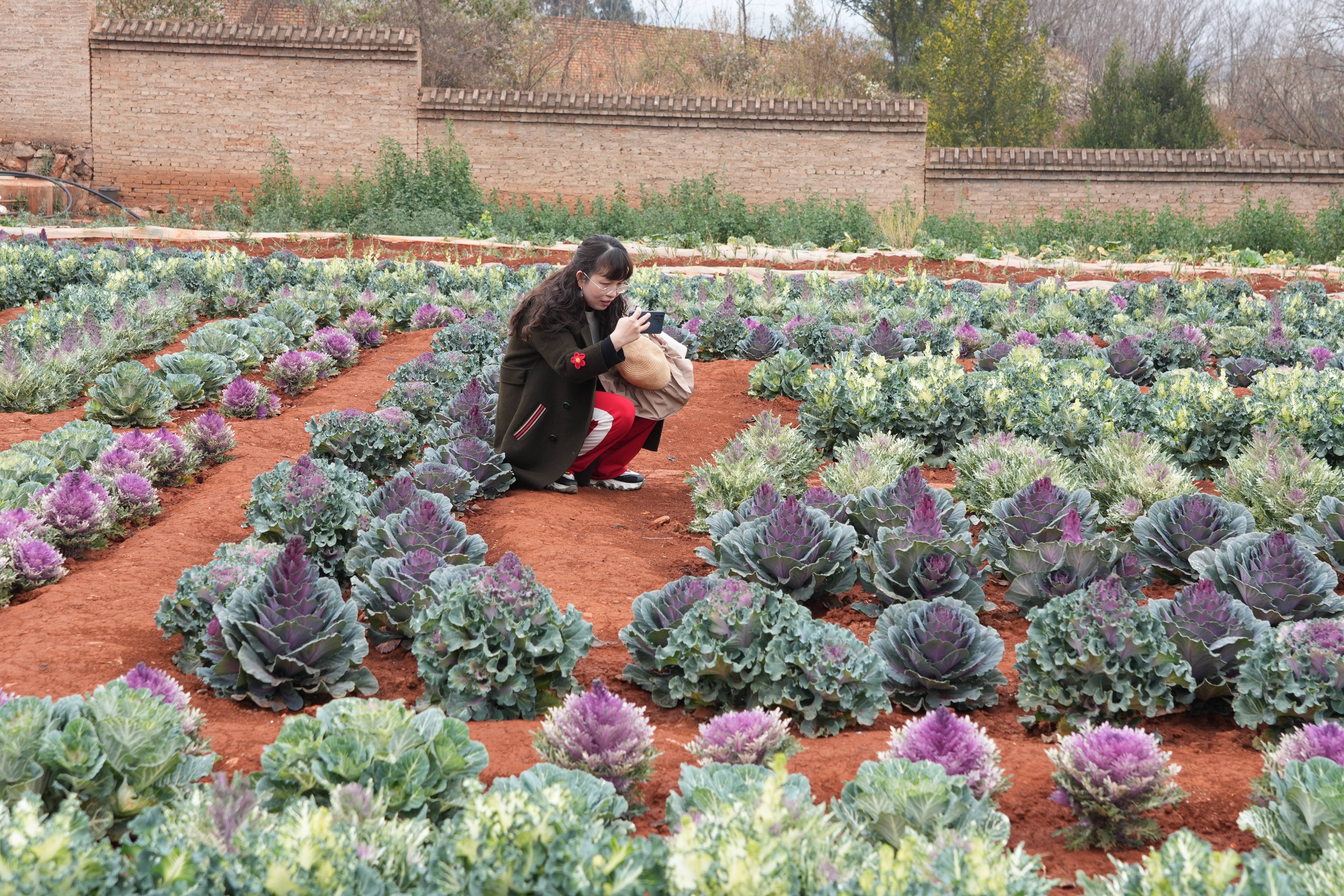 师生们打卡牡丹园