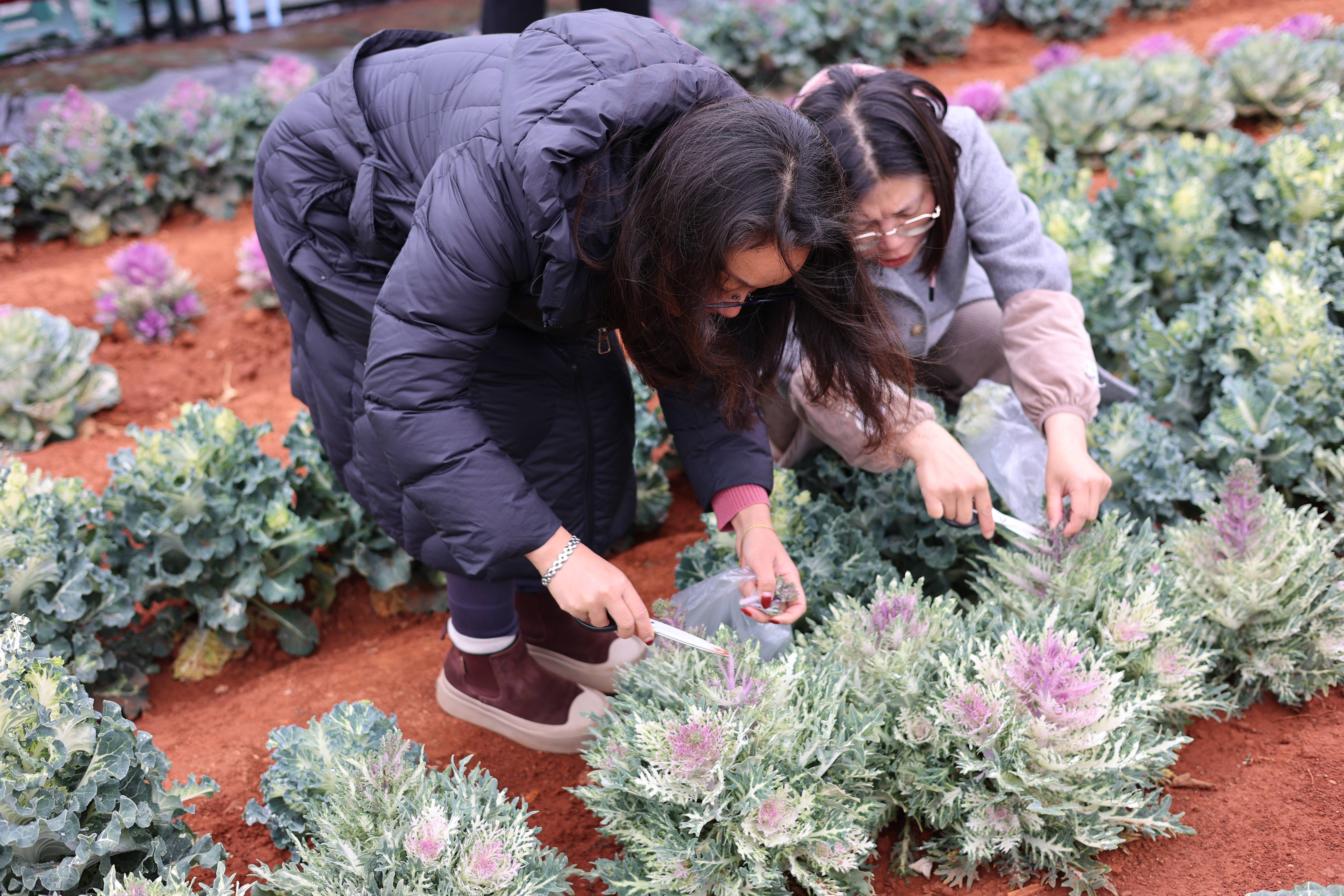 采摘零农残羽衣甘蓝