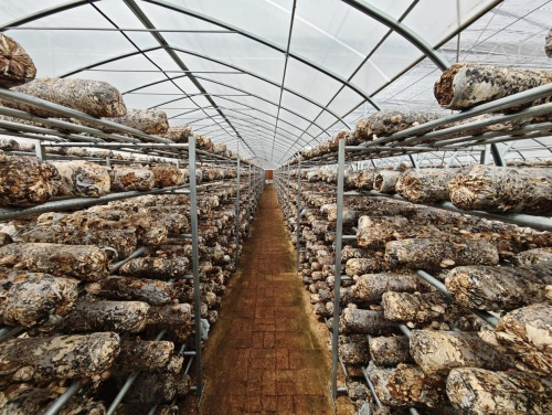 师生参观香菇智能化种植基地