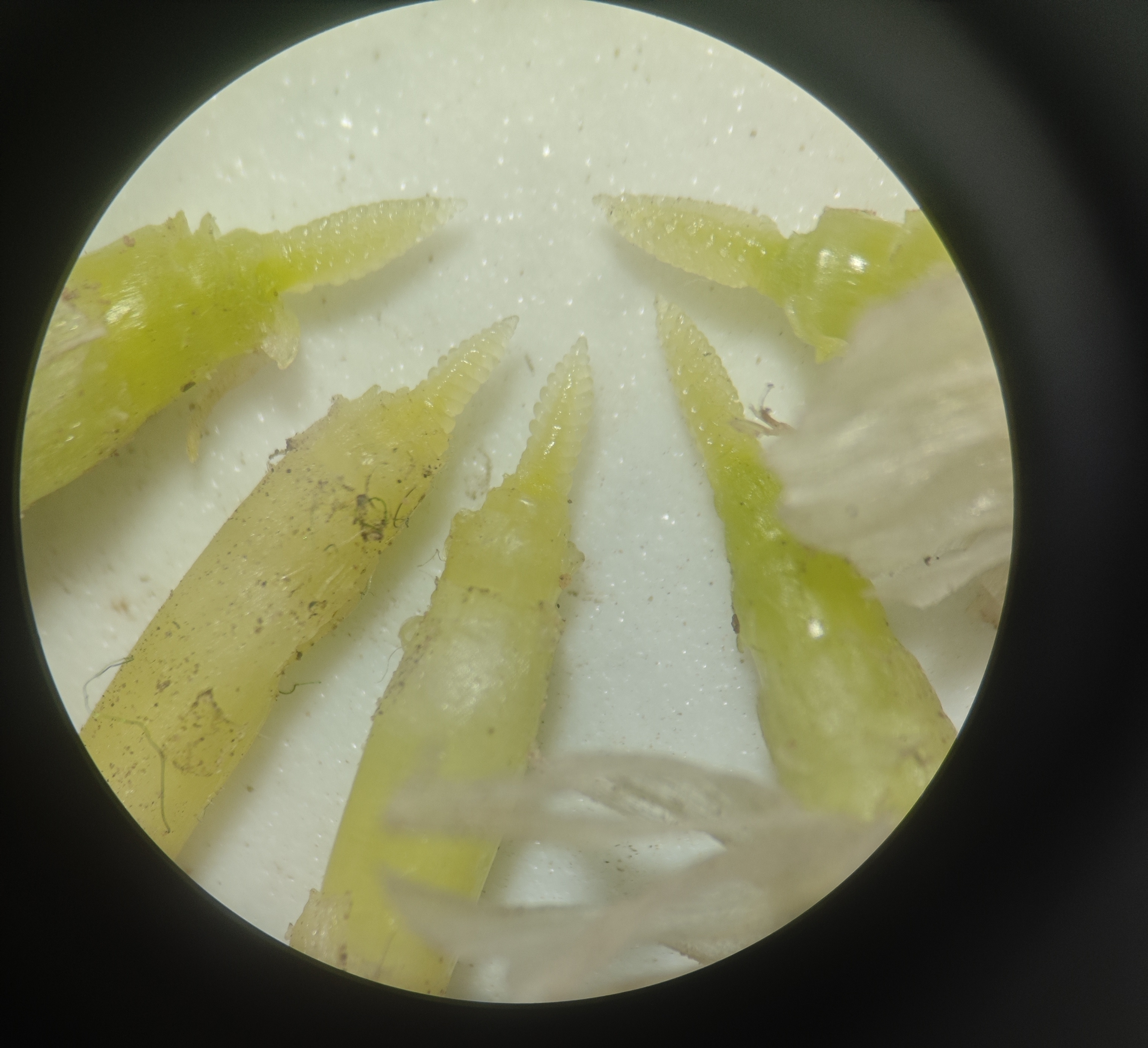 单茎幼穗分化3