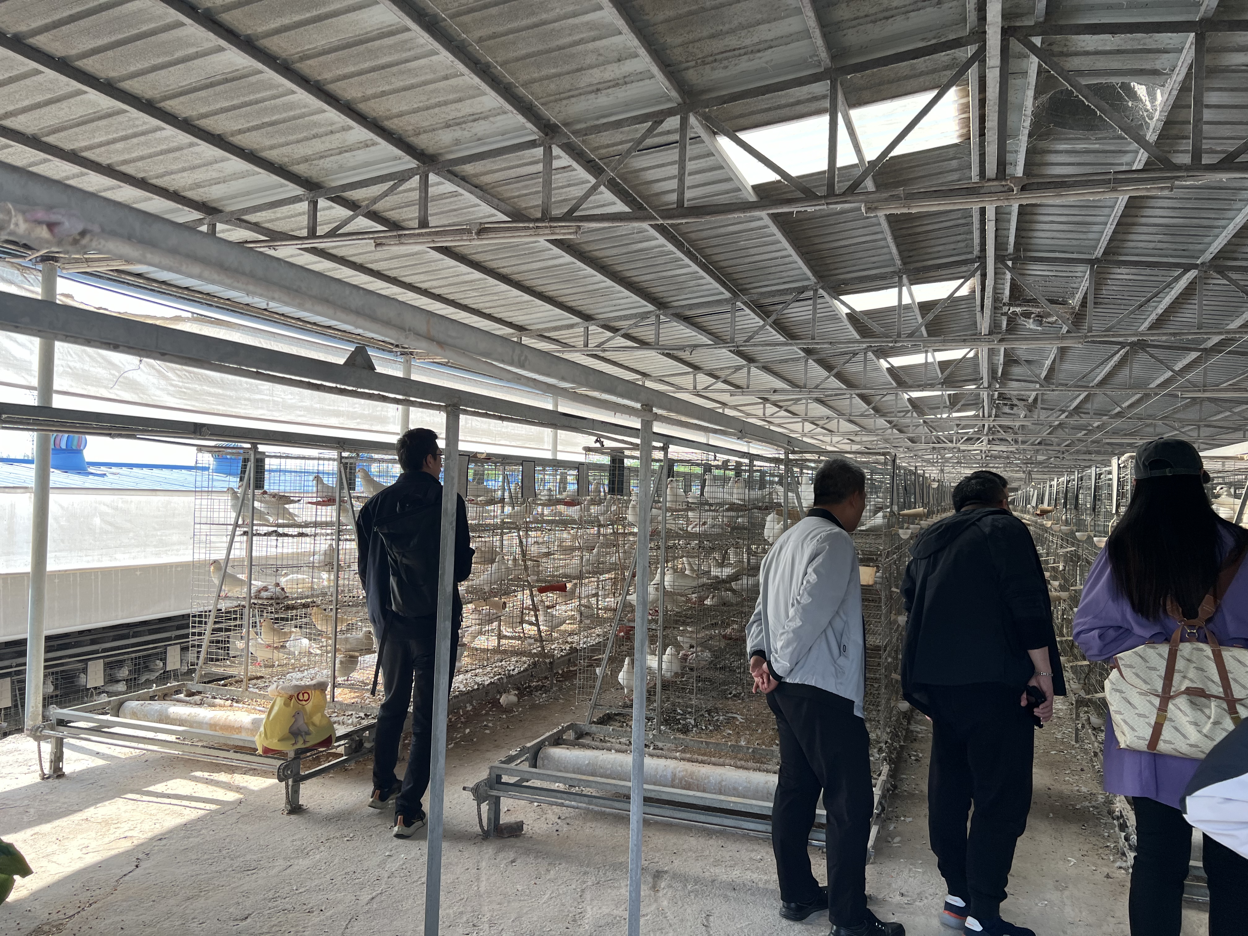 2025.04.13.艺术与设计学院前往梅州兴宁市开展助力“兴宁鸽”产业文化振兴调研活动(图片5）