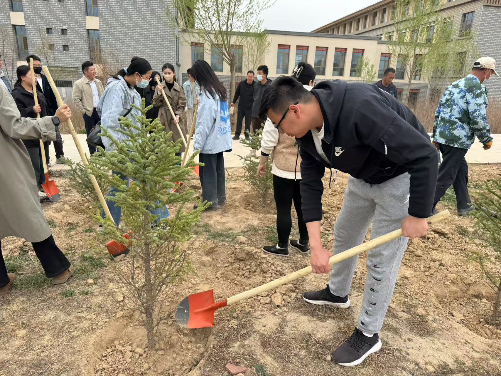 植树2