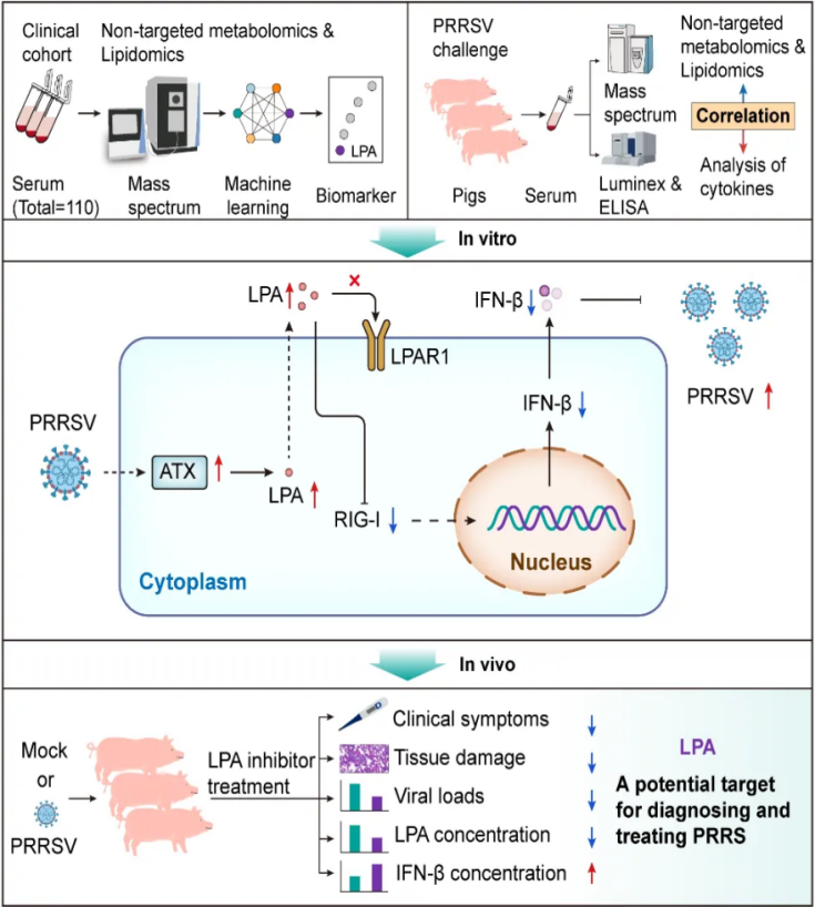 研究概要图 研究概要图
