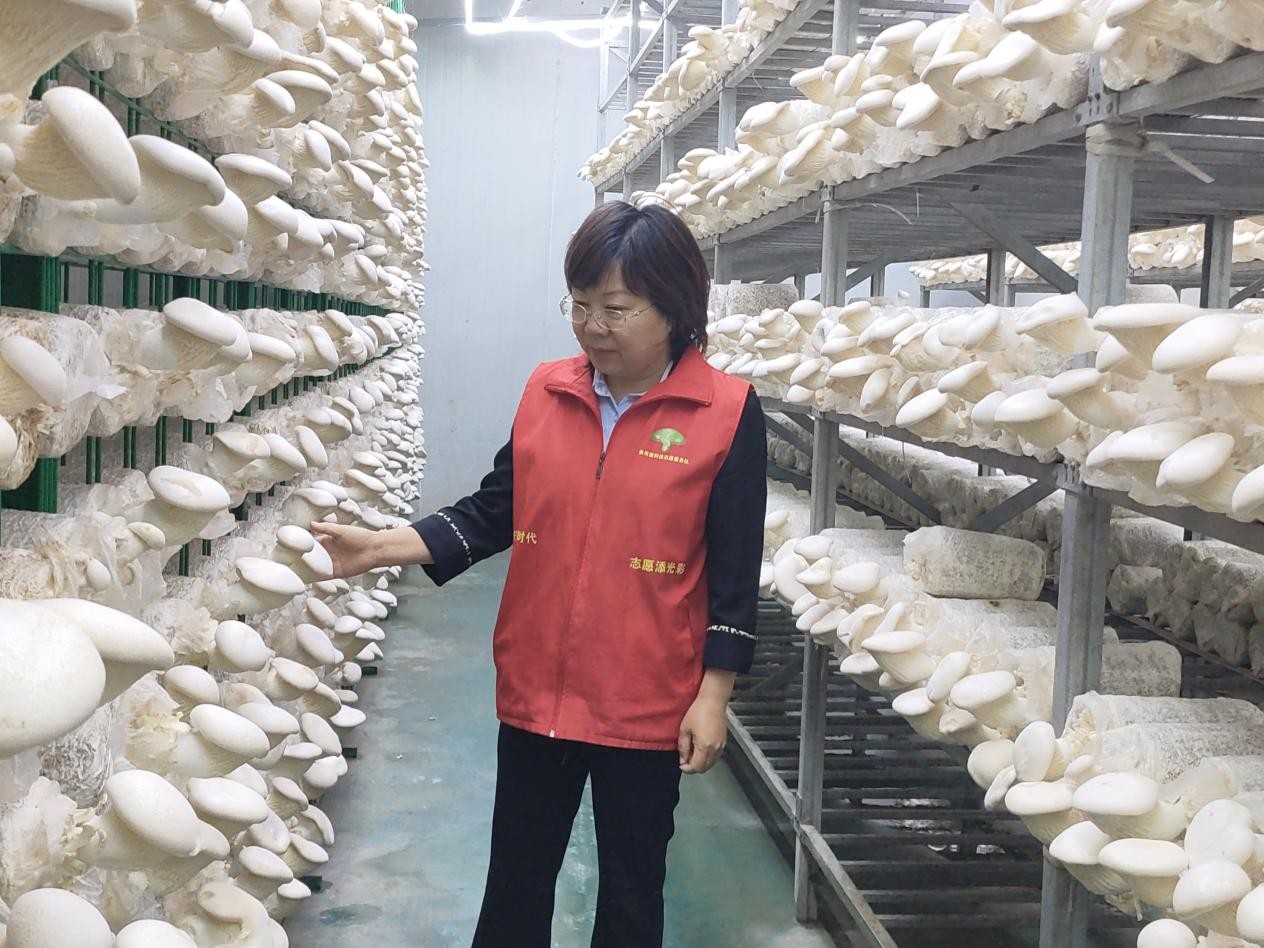 范海霞教授查看白灵菇长势和管理情况