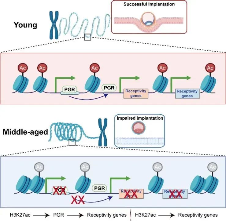 2025李蓉，潘恒，于洋团队发表nature aging 研究配图
