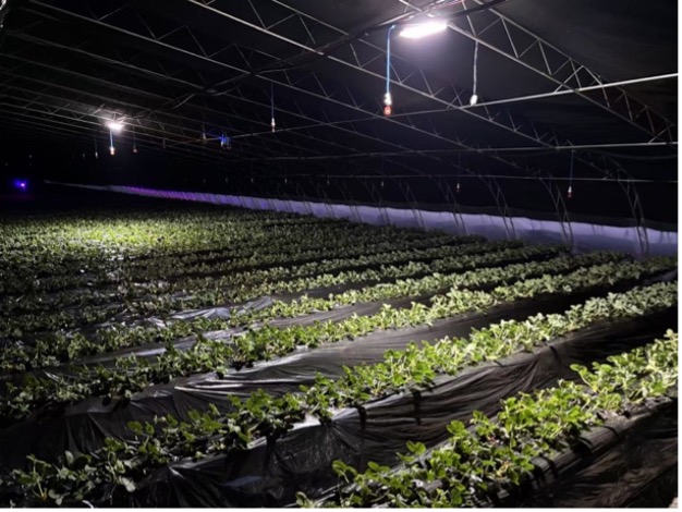 仁东村草莓大棚内部