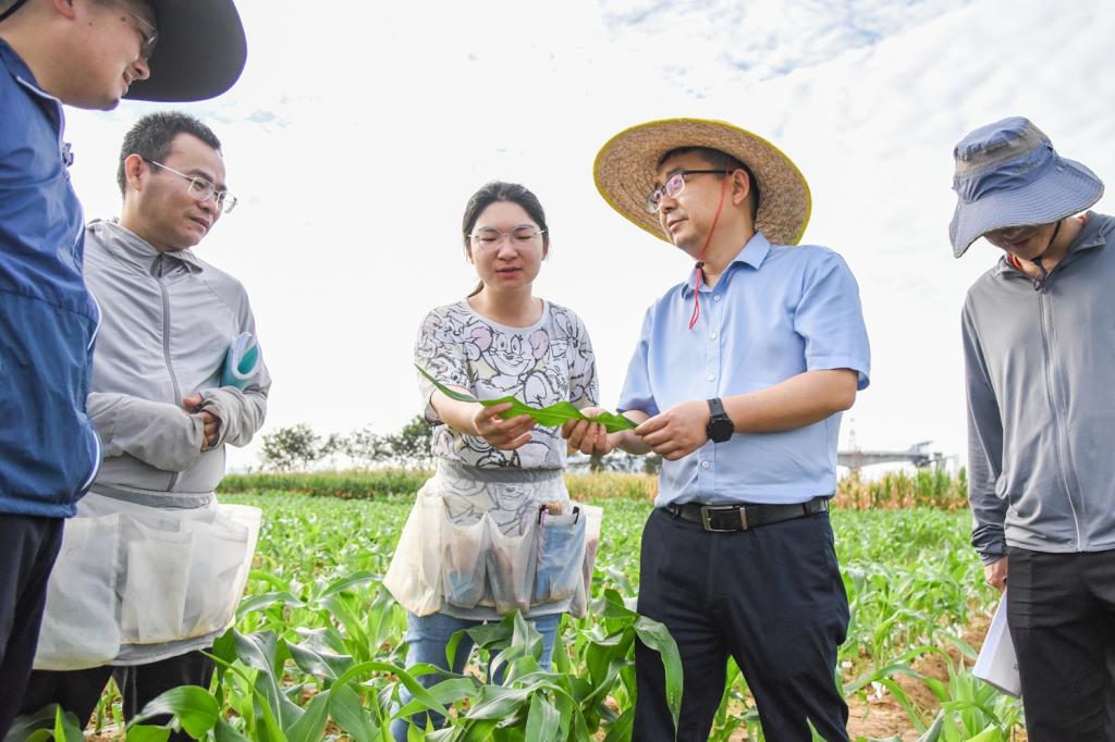 玉米团队教师在田间地头调研