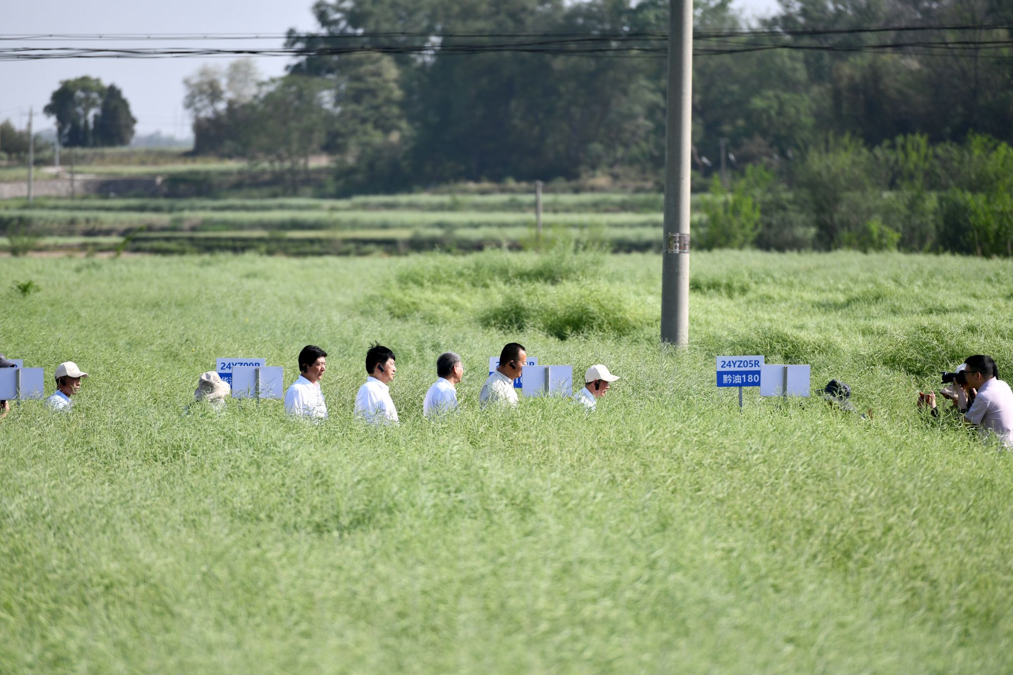 油菜团队党员教师跟随傅廷栋院士在金榜村查看抗根肿病油菜新品种长势