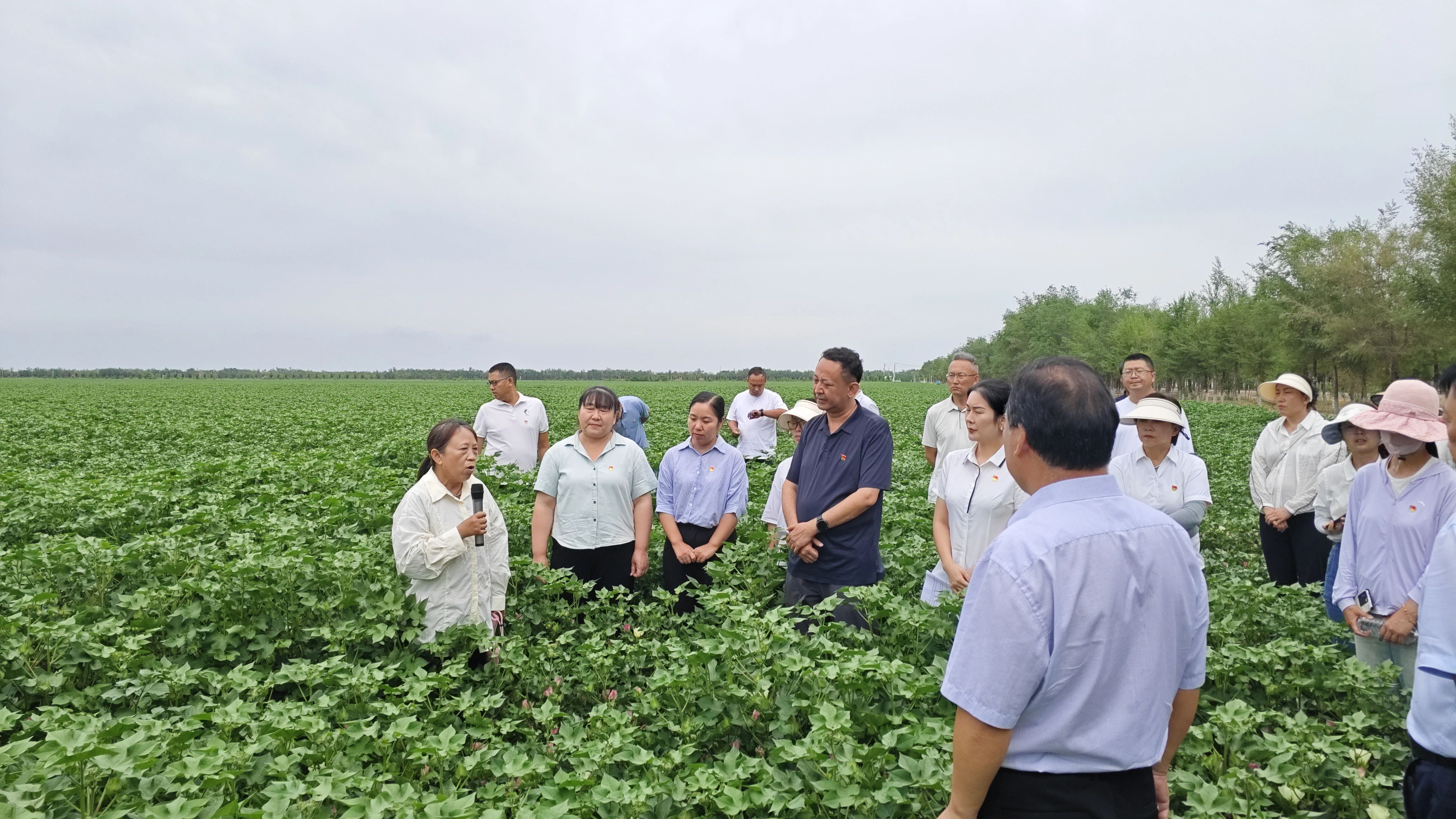 宋美珍老师田间讲解棉花高产栽培技术