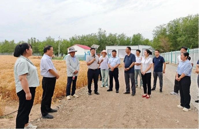 西部研究中心专家讲解小麦育种技术