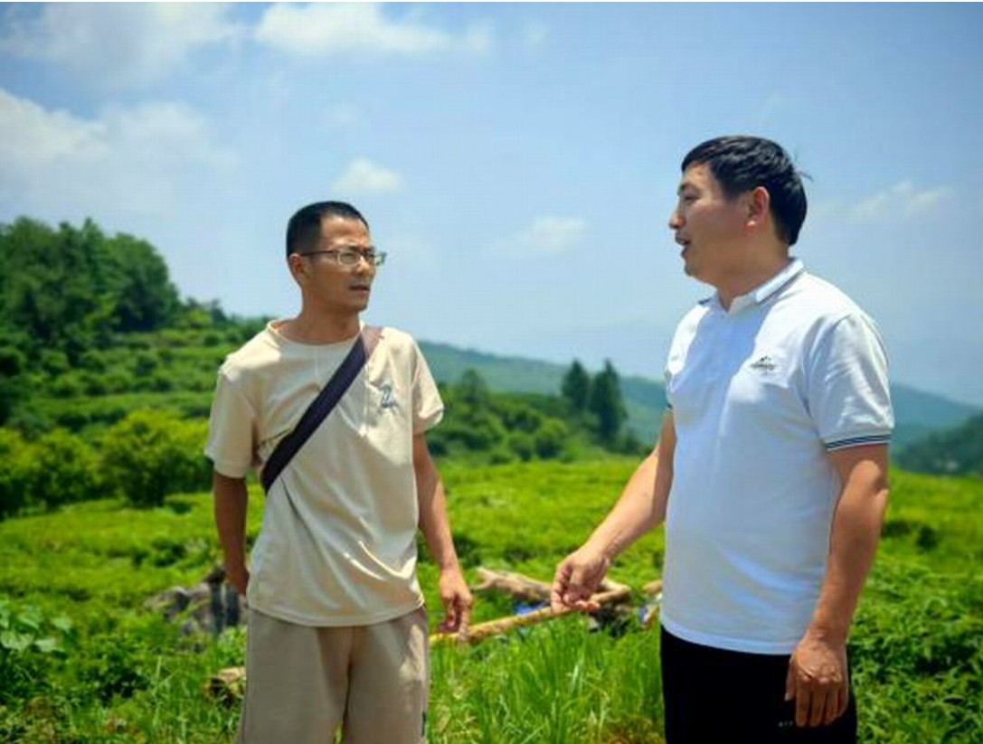 秦山茶场调研图片1