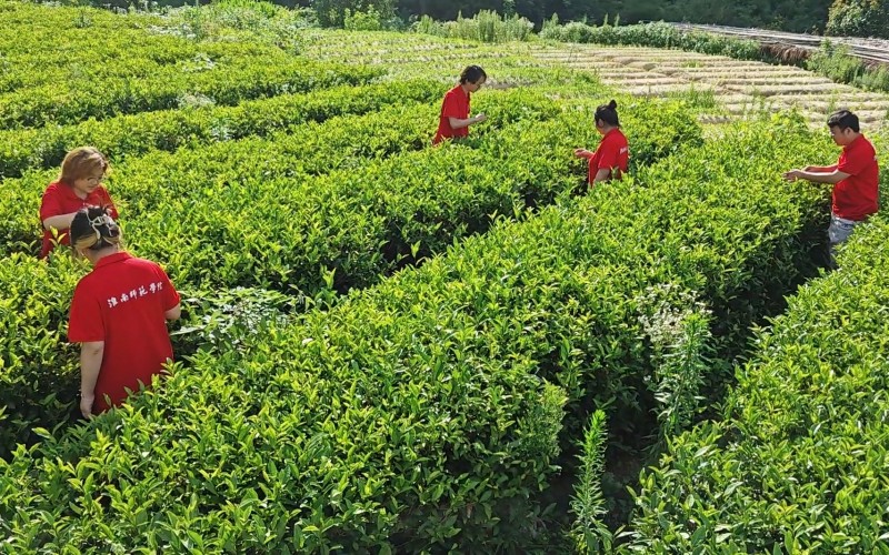 5 团队成员在茶田里采茶
