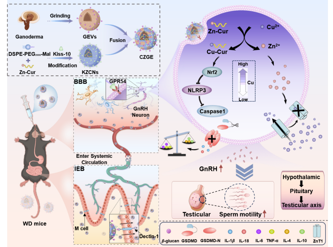 韩辉团队高质量论文2 韩辉团队高质量论文2