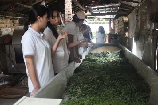 突击队研究炒茶工艺