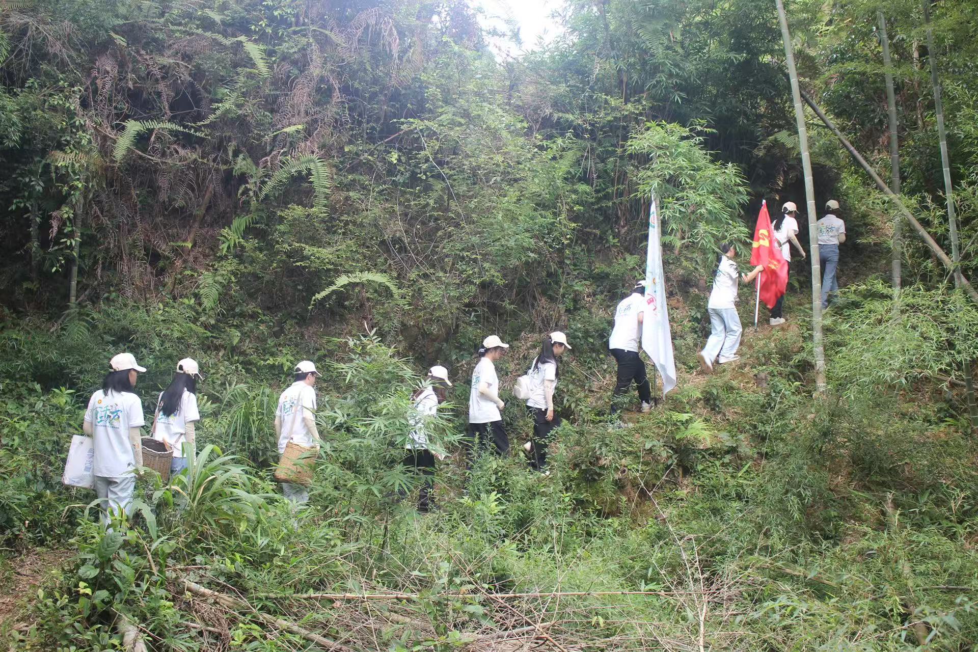 突击队进入深山调研野生藤茶资源