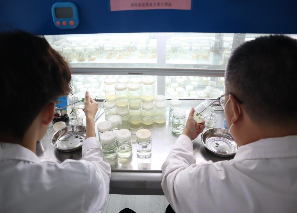 图6 开展外植体接种 图6 开展外植体接种