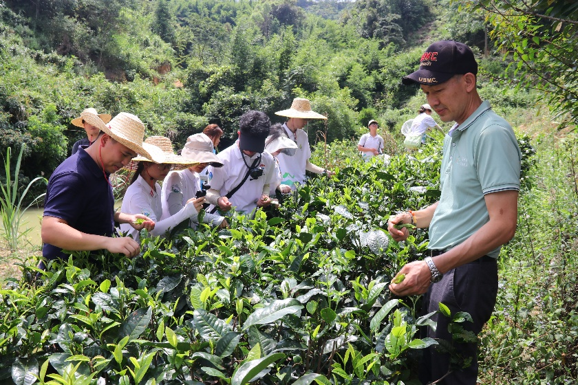 图2 师生调研清桂茶生长情况