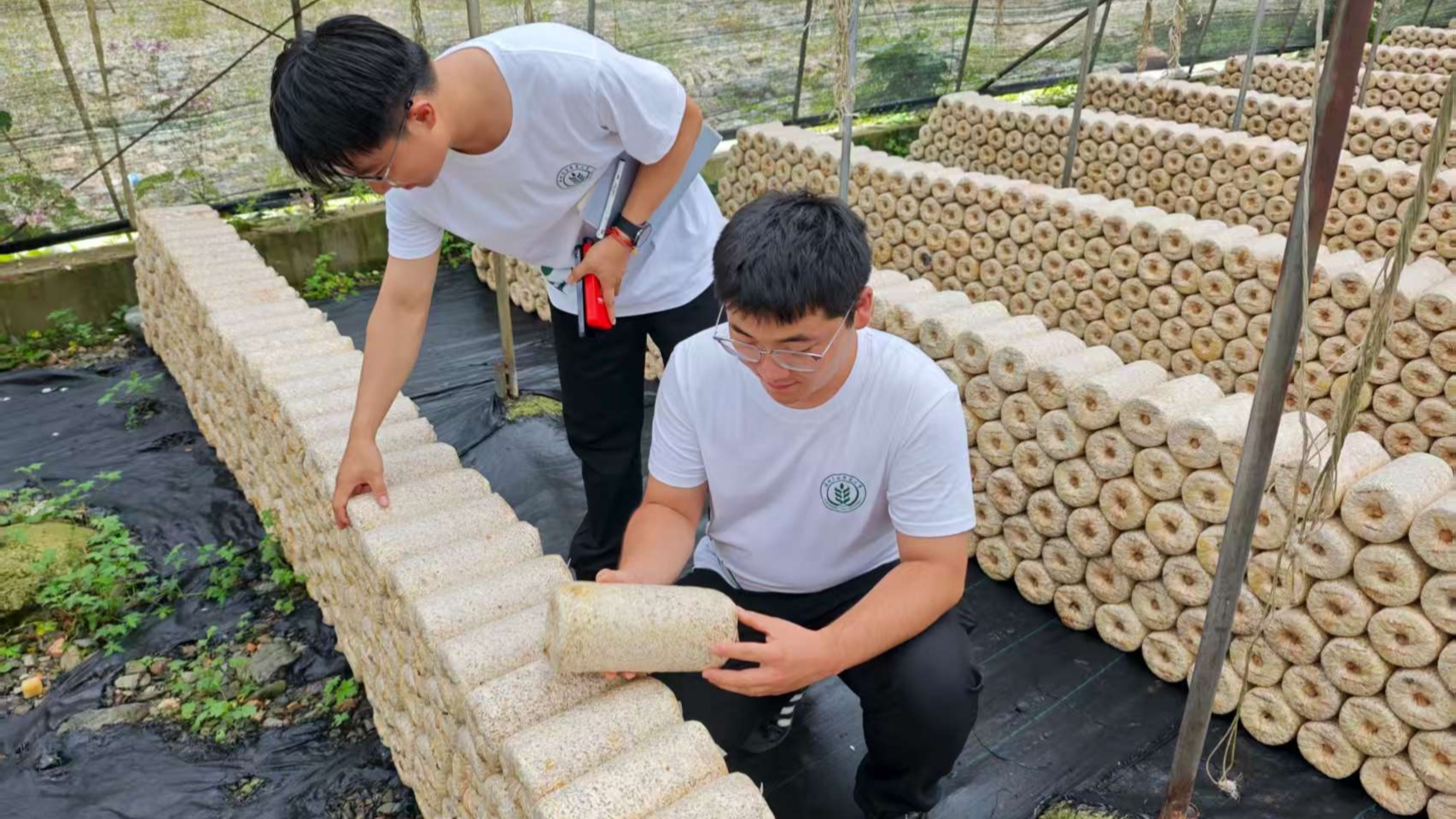 图为调研队成员在天水红崖河菌业种植有限公司种植基地观察菌棒。毛子龙 供图