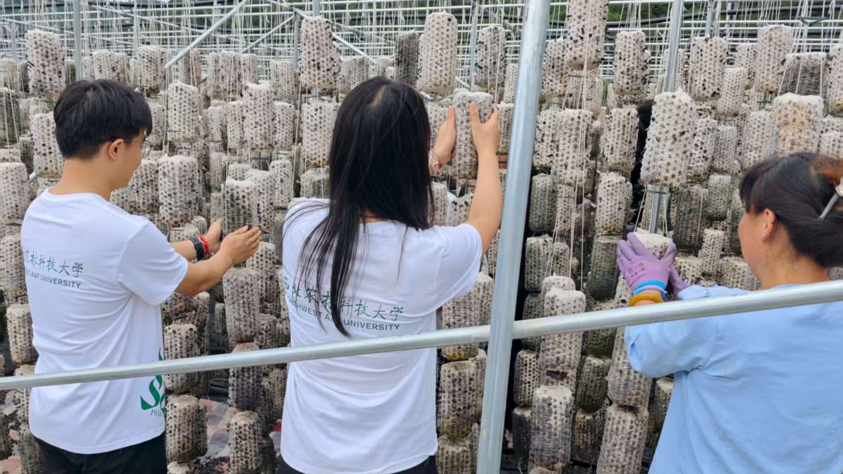 图为调研队成员体验采摘黑木耳。毛子龙 供图