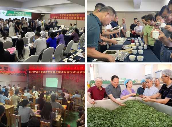 图3 传统制茶经验交流与实训现场