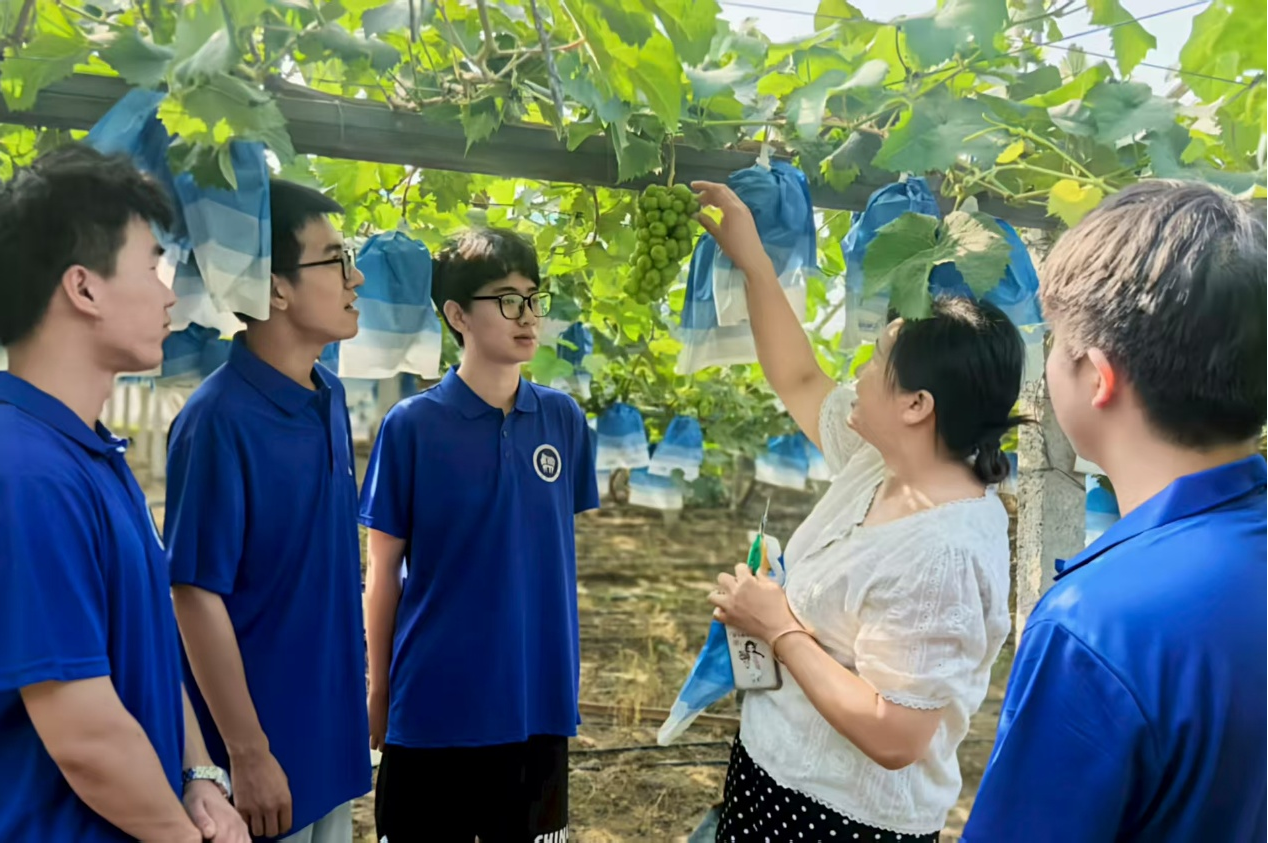 葡萄园负责人为实践团队成员讲解葡萄品种与长势。 任子聪 供图 葡萄园负责人为实践团队成员讲解葡萄品种与长势。 任子聪 供图