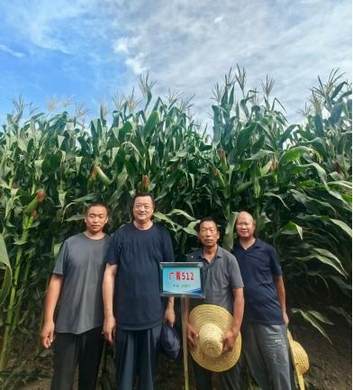 玉米品种鉴定