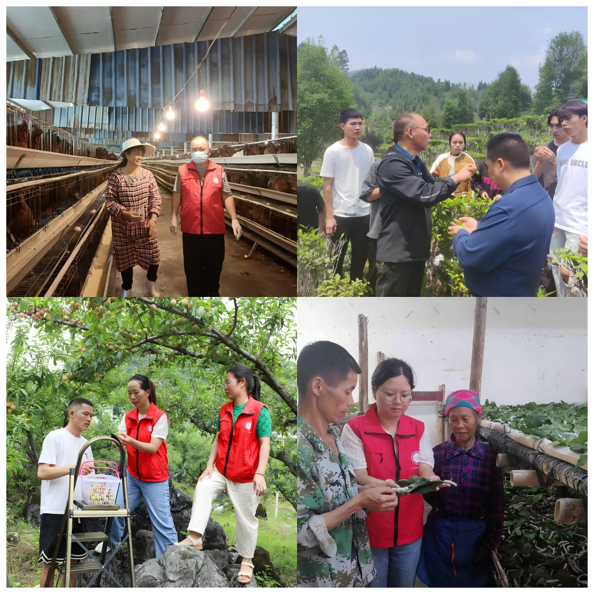 图2 “鸡茶果桑”科技服务团队开展精准科技服务