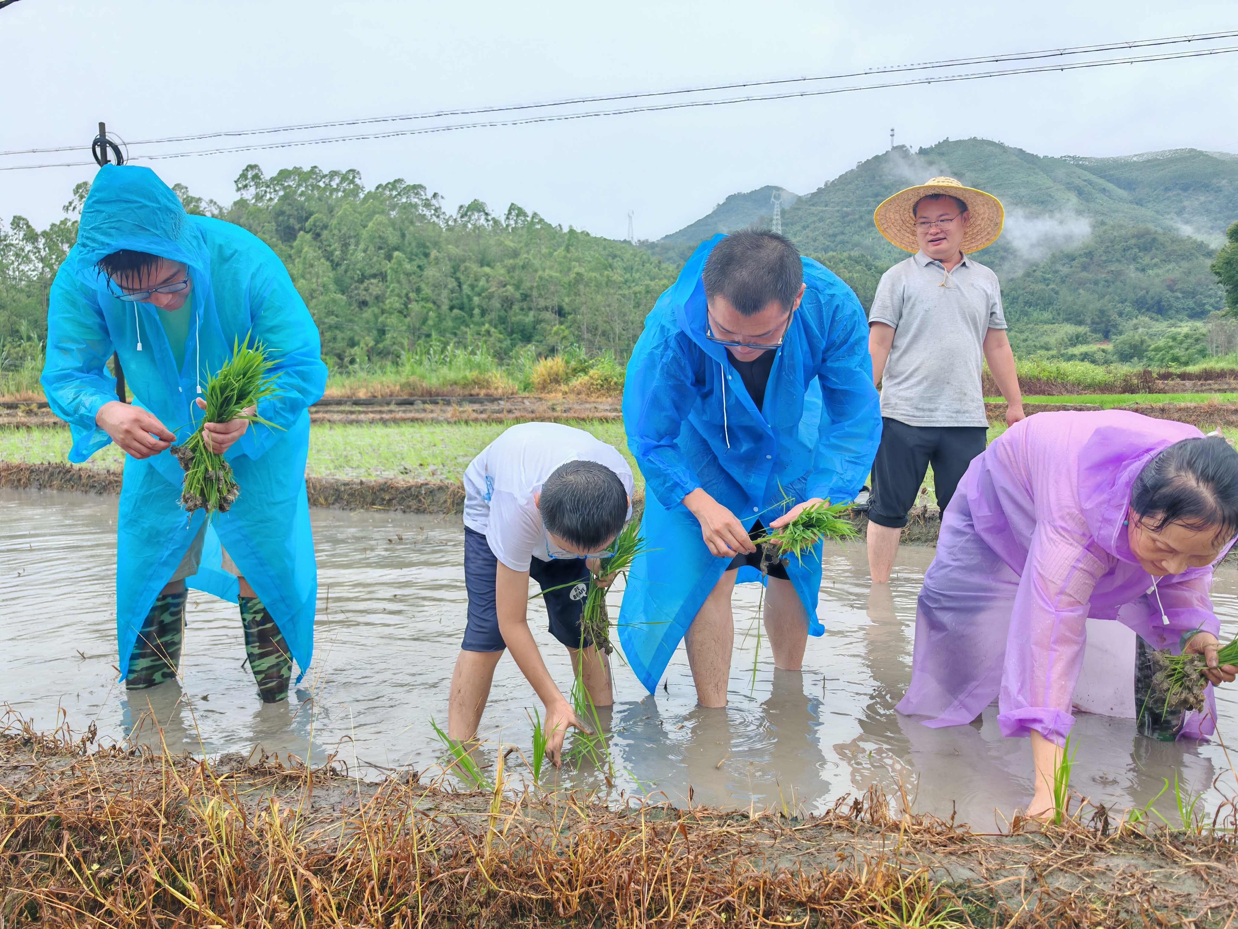 图1 学校老师指导“我在洲仔有亩田”认领家庭插秧 图1 学校老师指导“我在洲仔有亩田”认领家庭插秧