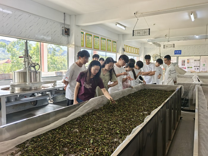 图7：团队成员参观五指山苗绿香茶厂