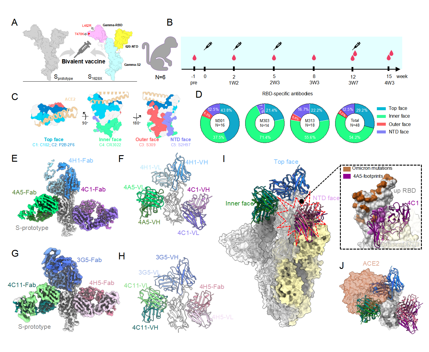 新冠二价疫苗诱导广谱中和抗体应答的分子机制