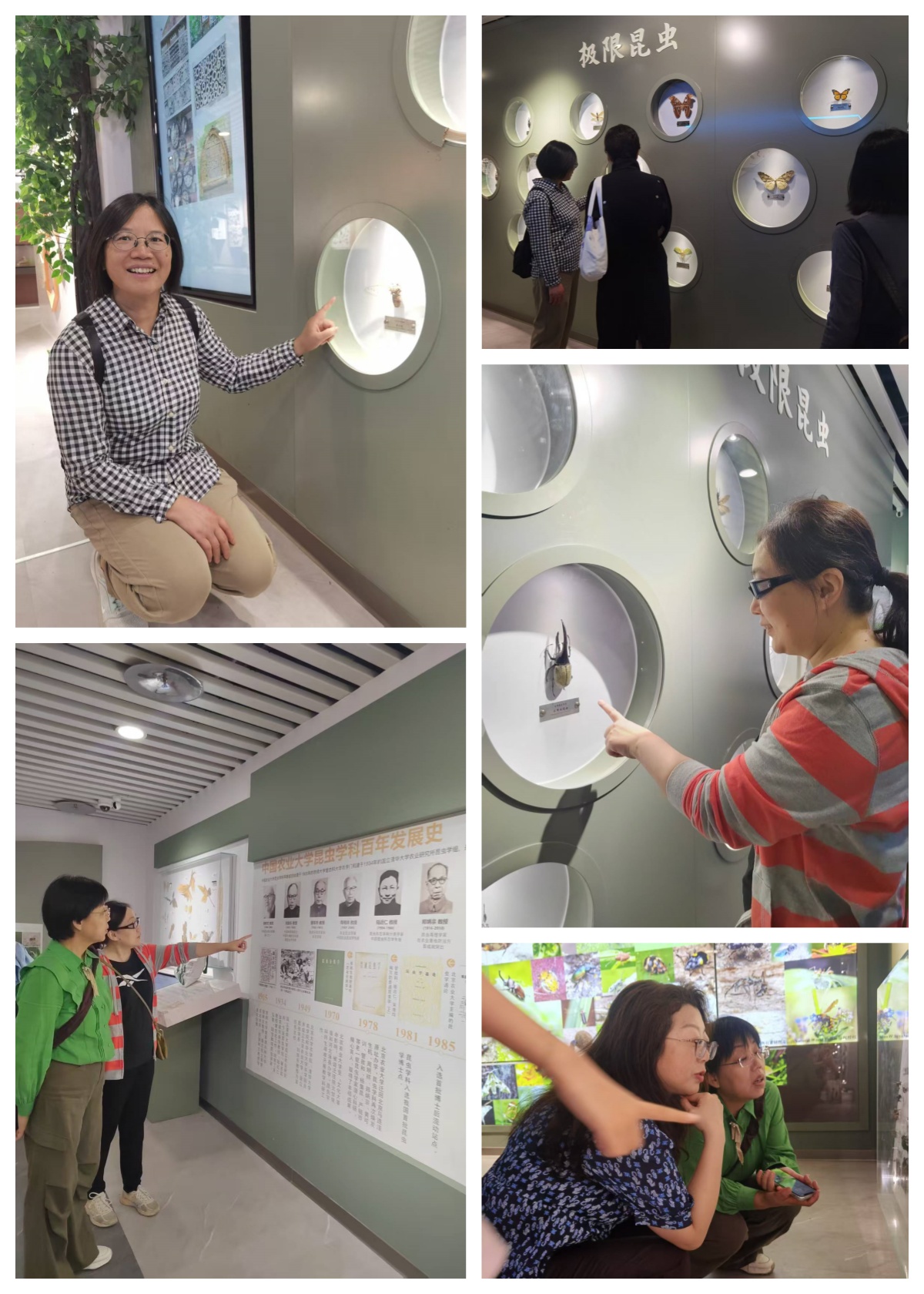 昆虫博物馆5拼 昆虫博物馆5拼