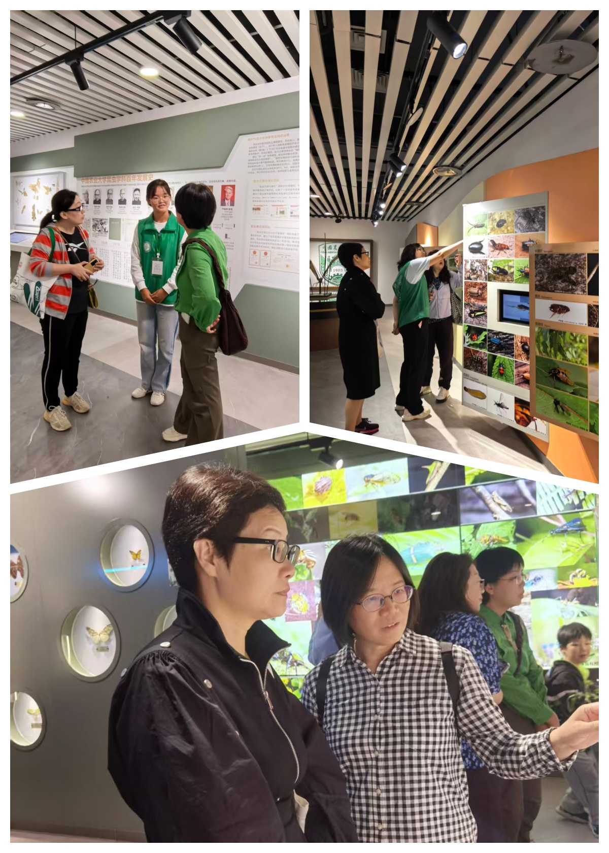 昆虫博物馆3拼(志愿者) 昆虫博物馆3拼(志愿者)