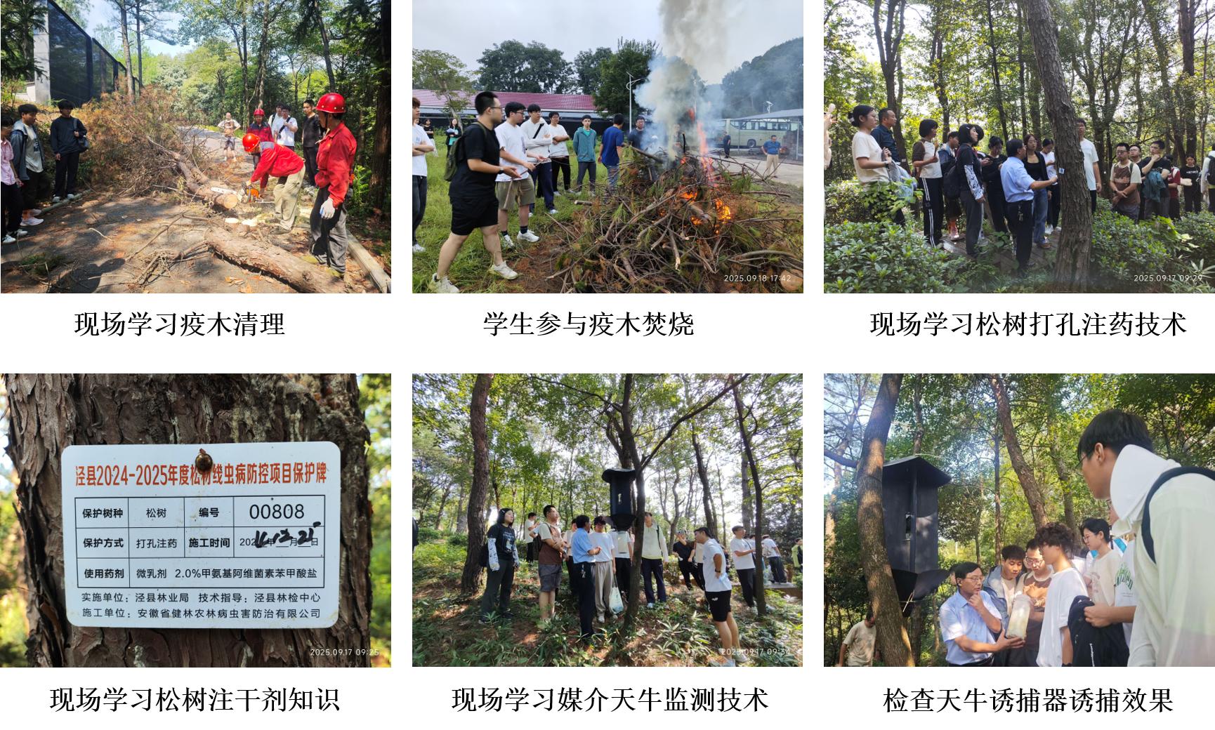 图片4松材线虫病综合防治技术现场教学 图片4松材线虫病综合防治技术现场教学