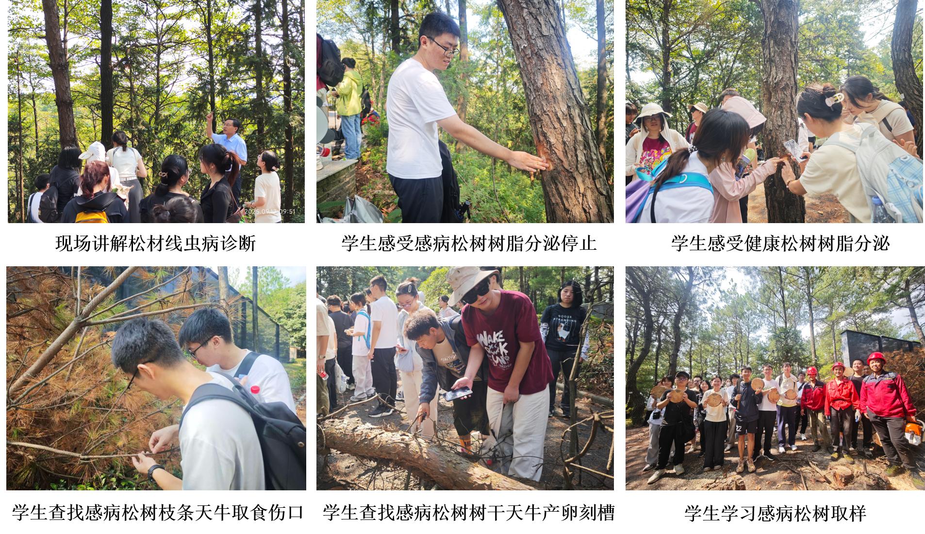 图片3松材线虫现场诊断技术学习 图片3松材线虫现场诊断技术学习