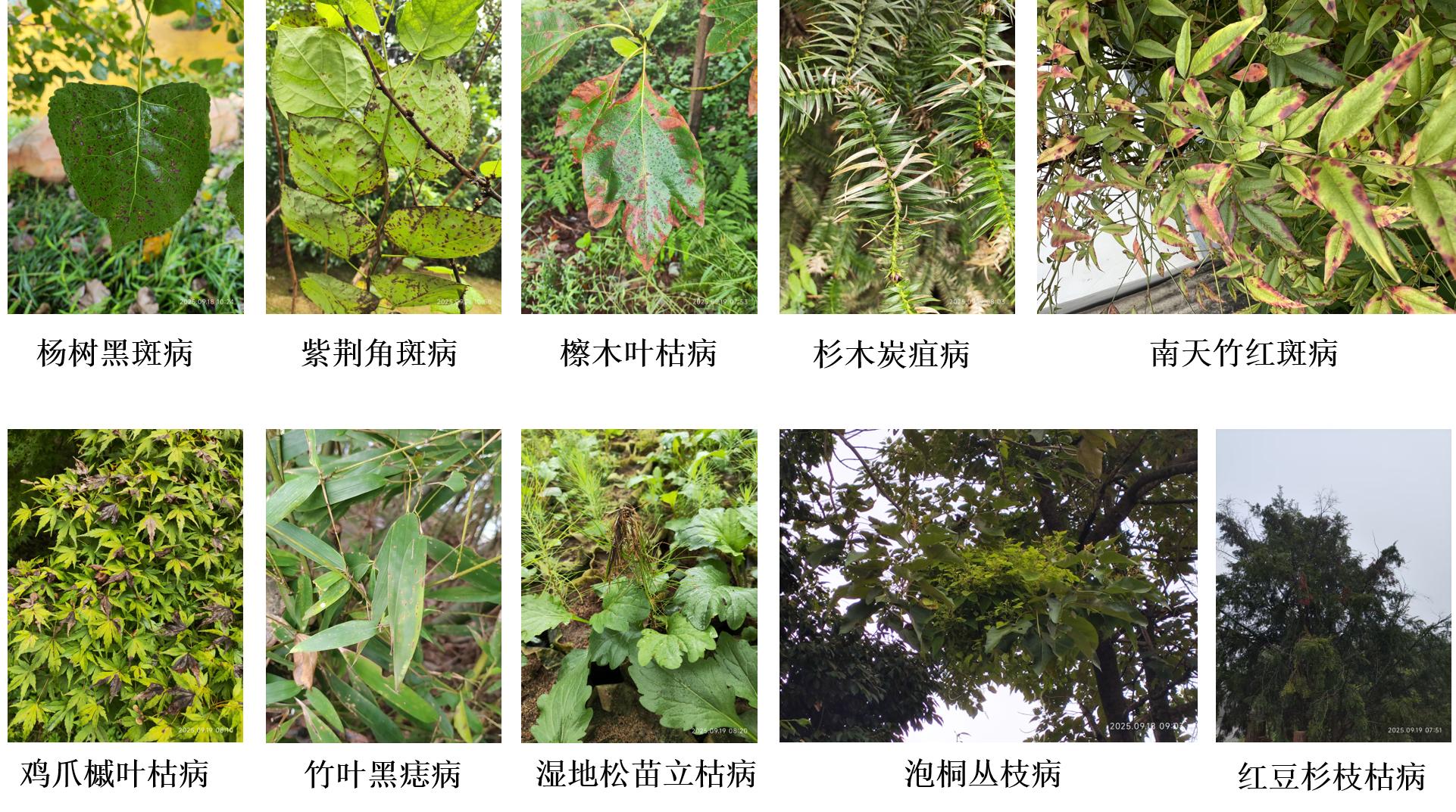 图片2林木病害多样性调查 图片2林木病害多样性调查