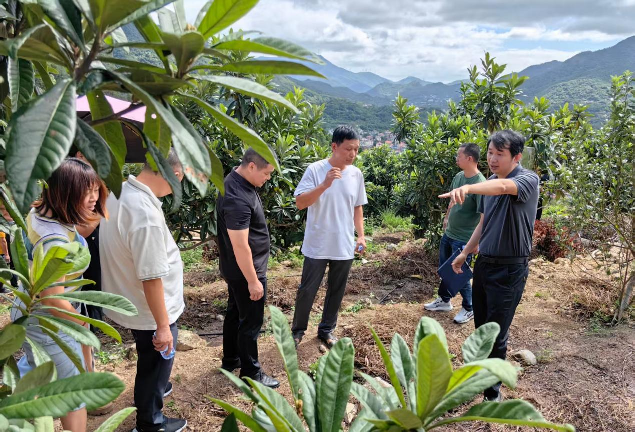 图为林授锴为村主干实地讲解枇杷套种红松茸生产模式