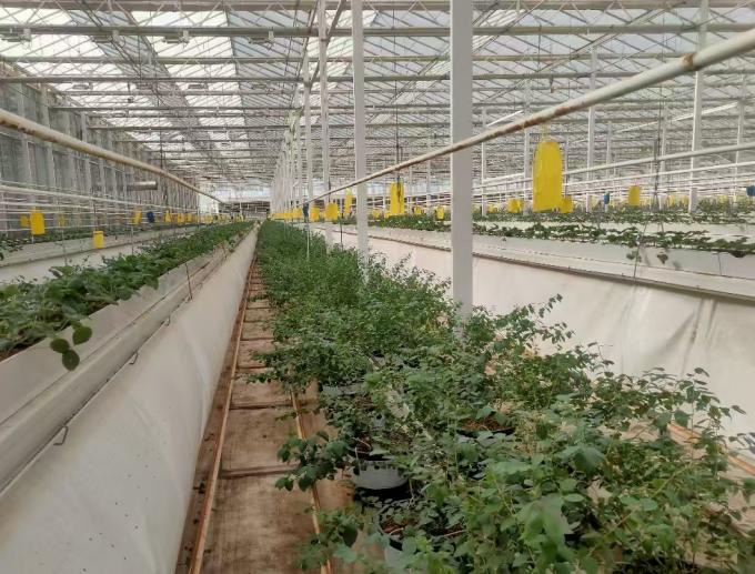 参观温室大棚 参观温室大棚