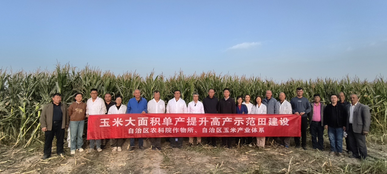 玉米大面积单产提升示范田建设