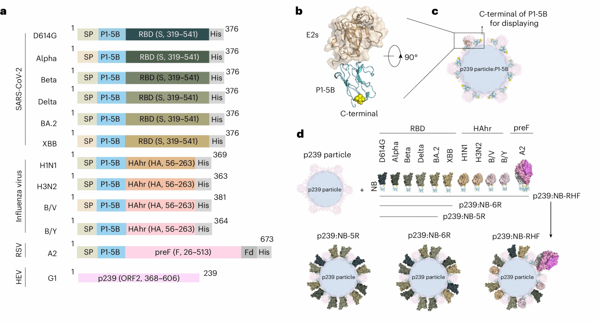 图 基于戊肝疫苗p239颗粒的联合疫苗的分子设计策略