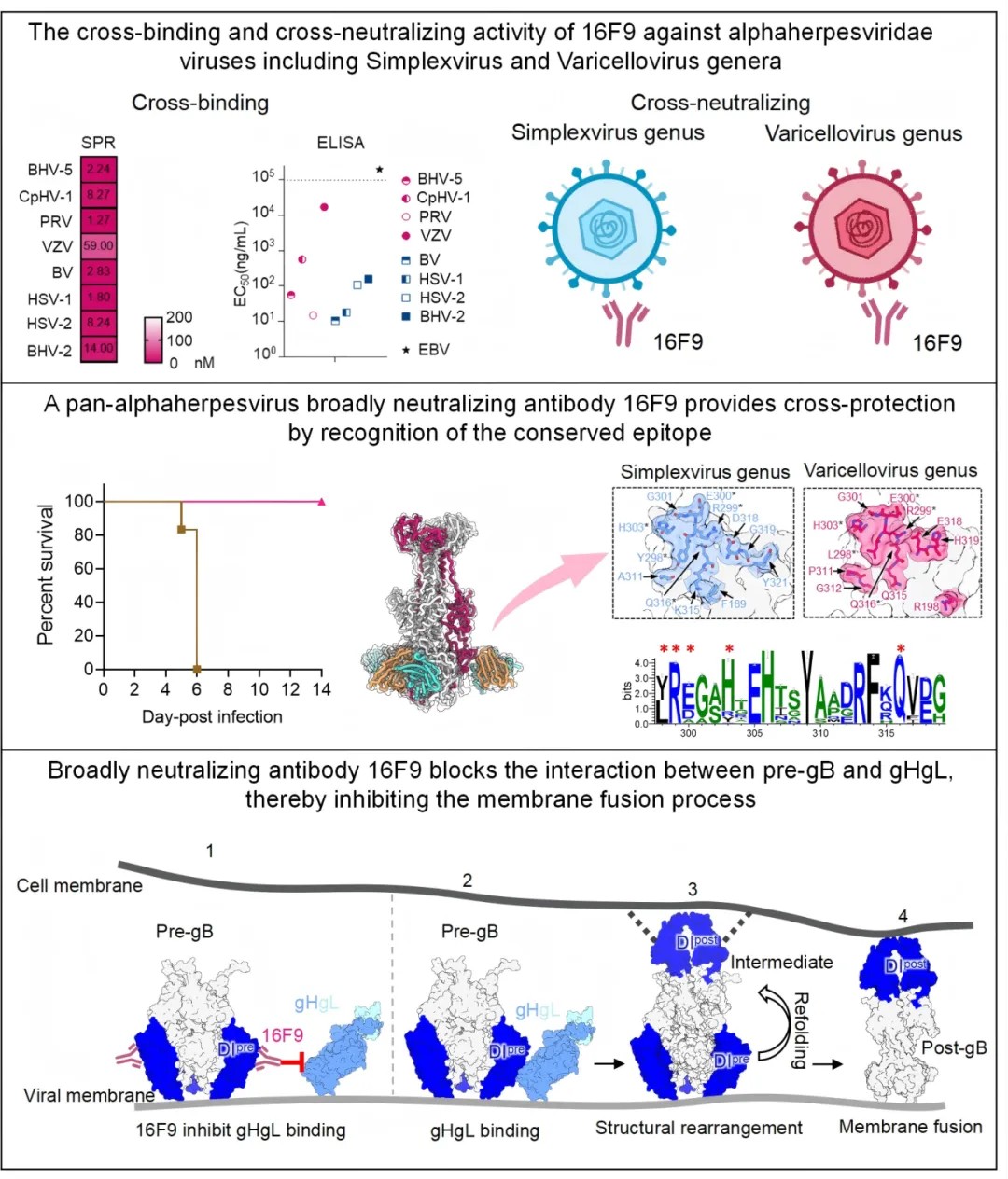 图 广谱疱疹病毒中和抗体16F9的体内外活性、广谱表位以及作用机制 图 广谱疱疹病毒中和抗体16F9的体内外活性、广谱表位以及作用机制