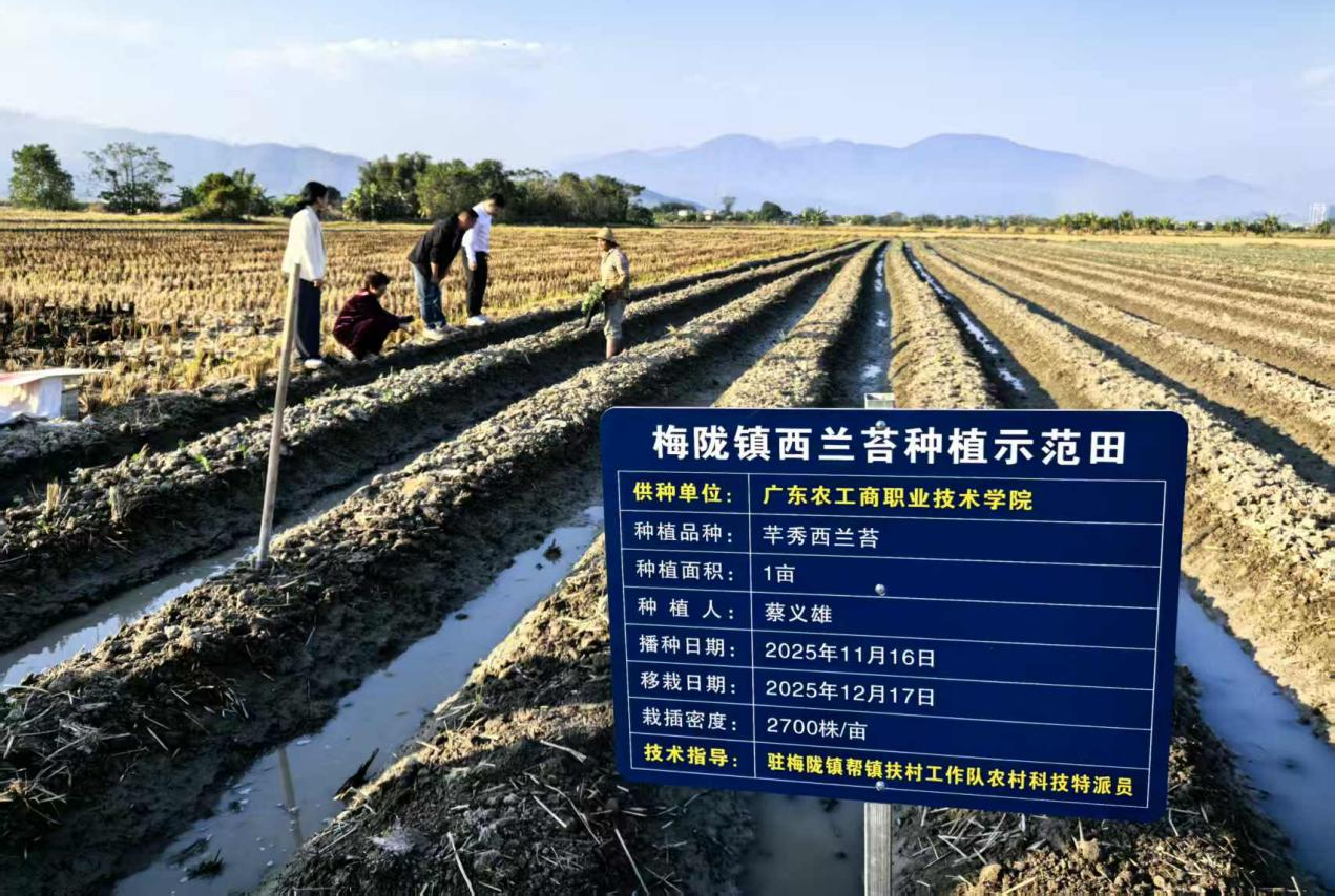 专家团队深入梅陇镇西兰苔种植示范田