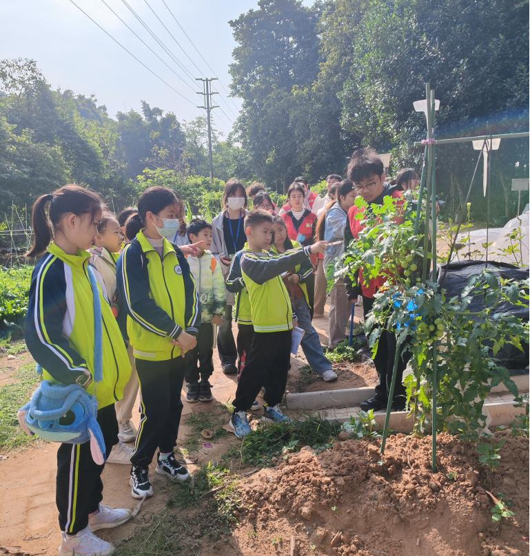 图3 小学生了解小番茄种植知识 图3 小学生了解小番茄种植知识