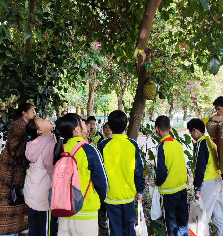 图4 同学们了解菠萝蜜生长习性 图4 同学们了解菠萝蜜生长习性