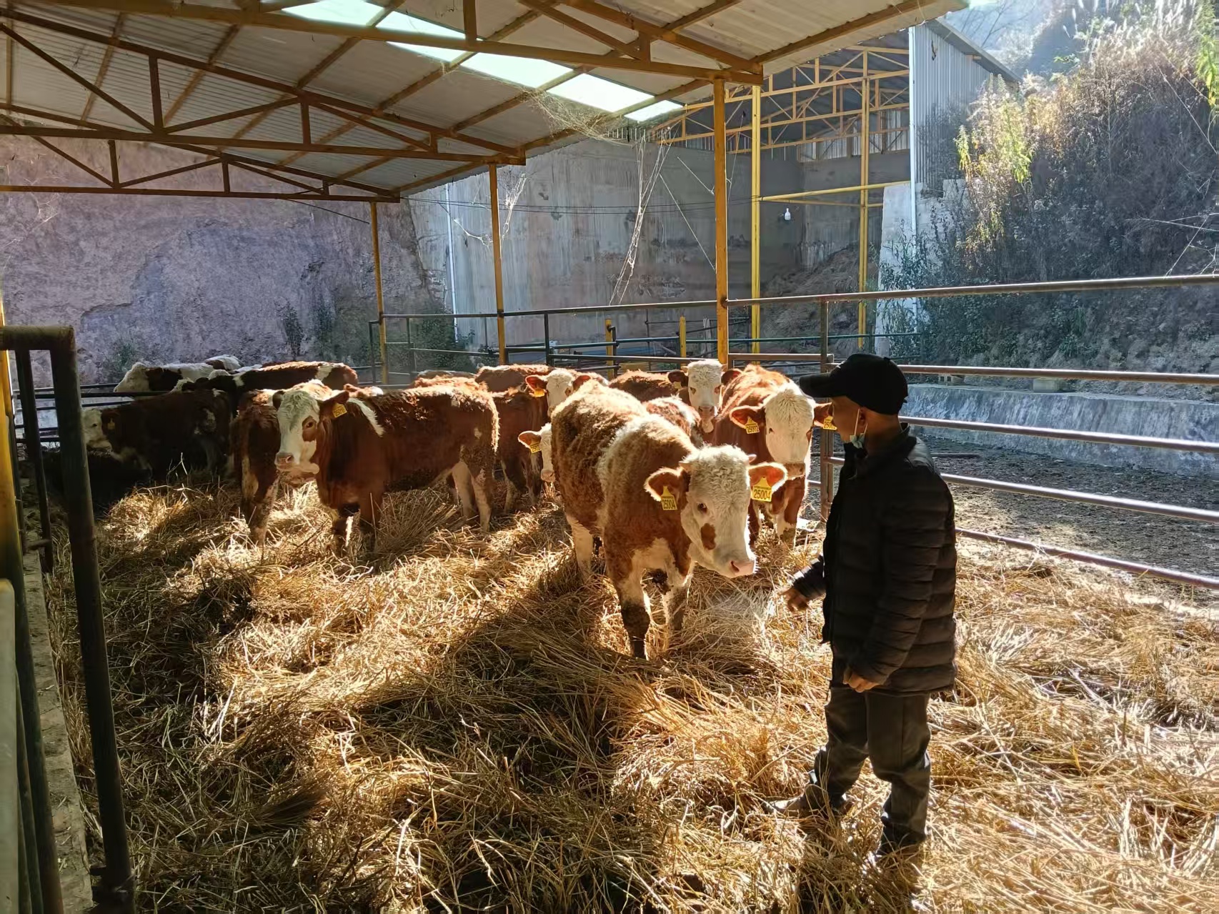 在种畜技术研发中心党支部指导下成功培育的华西牛胚胎移植后代种公牛