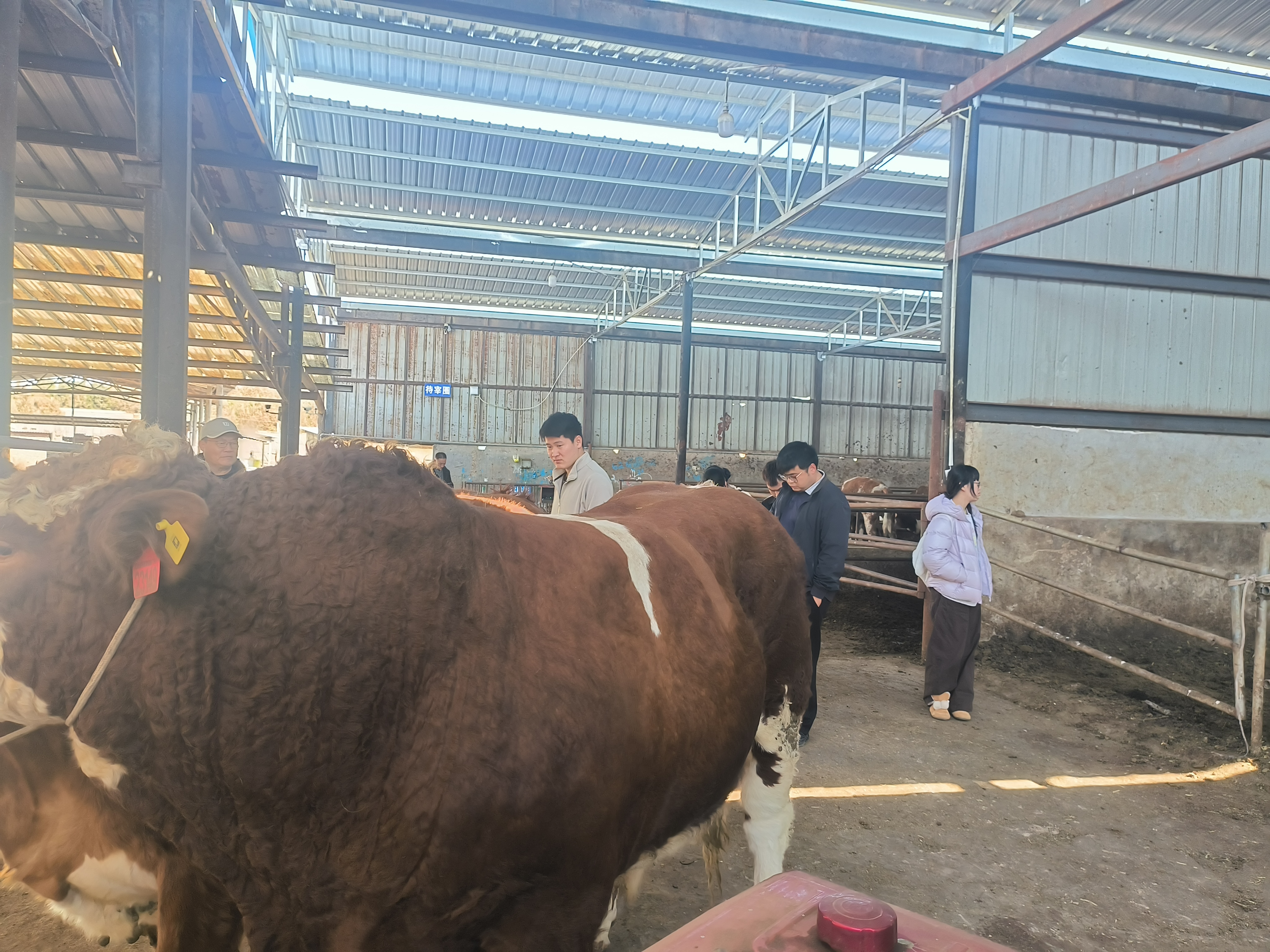 屠宰现场（一）