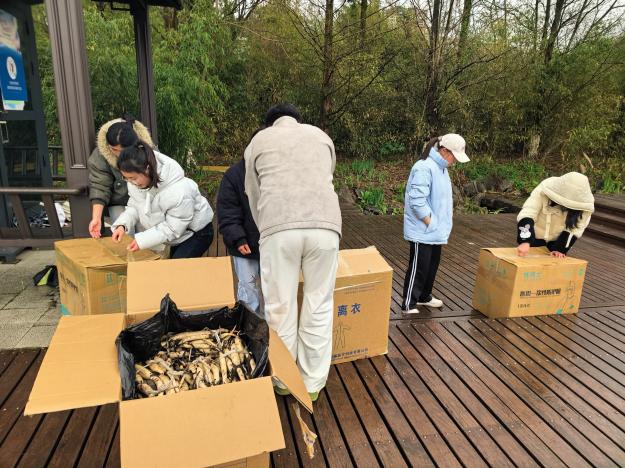 图为学生搬运、整理荷花种苗