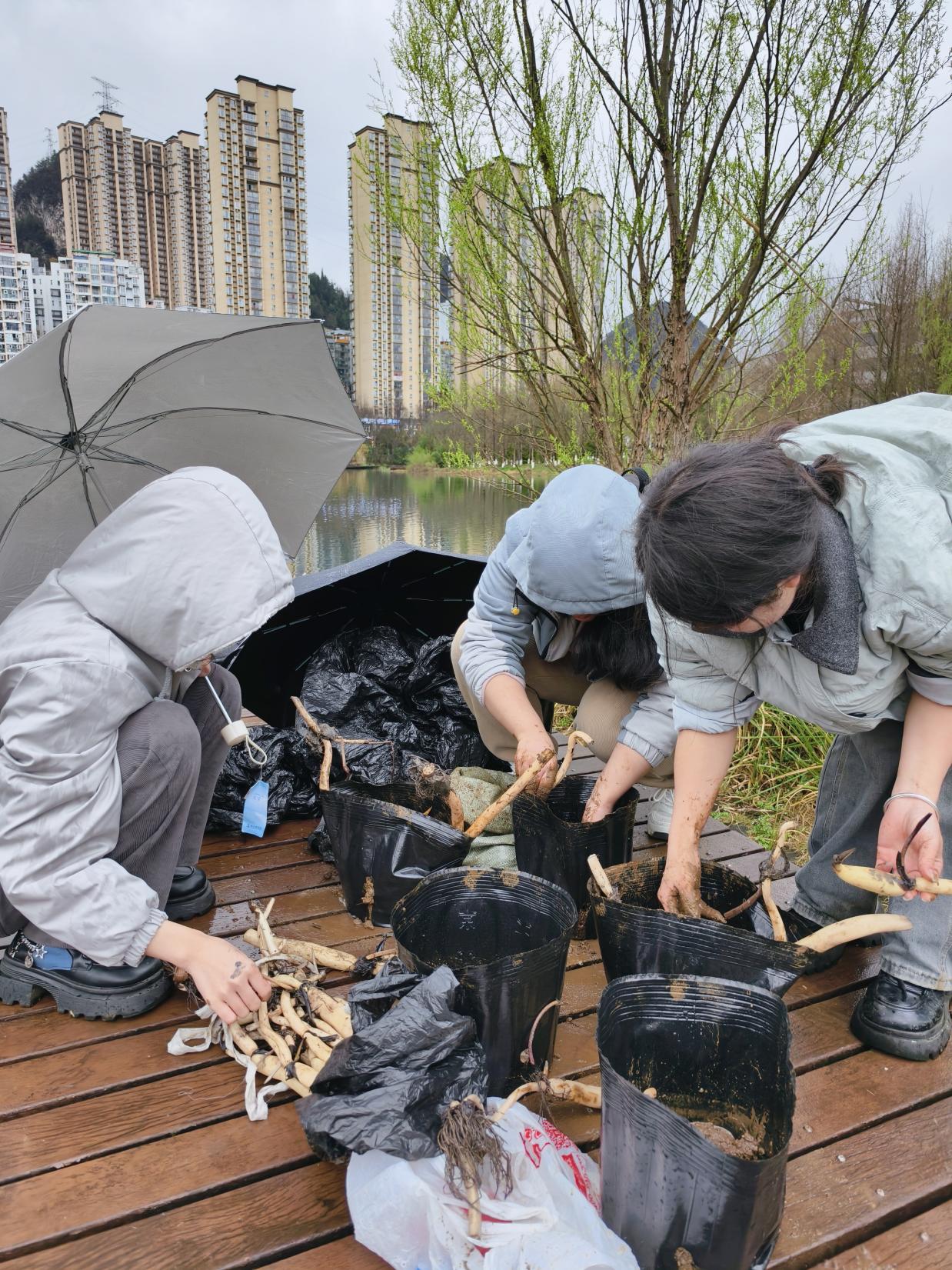 图为学生种植莲藕过程