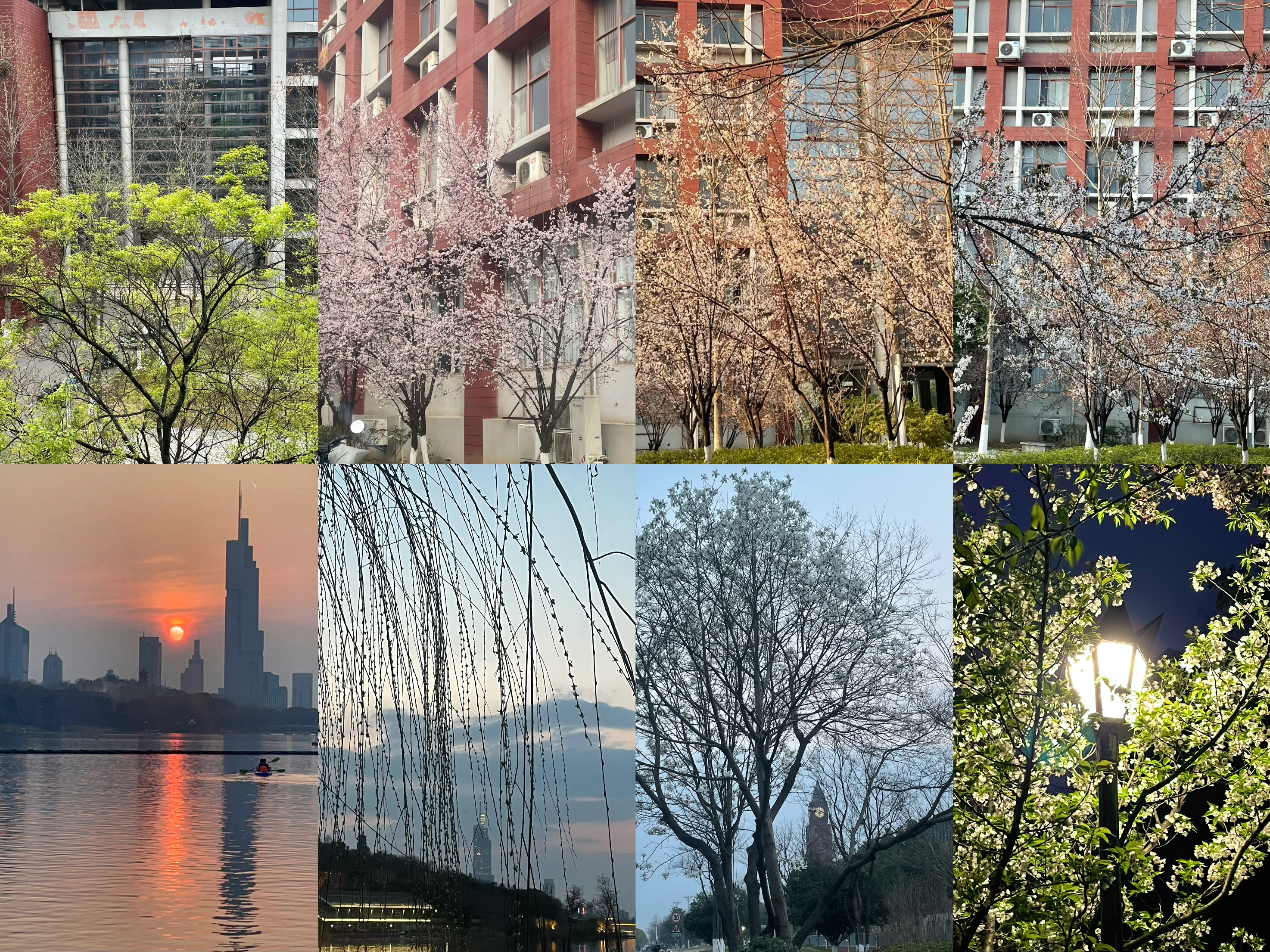 捕光捉影，灿若春光——摄影分享活动 (1).JPG